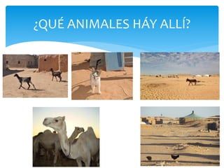 ¿QUÉ ANIMALES HÁY ALLÍ?
 