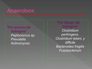 "Por encima del
diafragma"
Peptococcus sp.
Prevotella
Actinomyces
"Por debajo del
diafragma"
Clostridium
perfringens,
Clostridium tetani, y
difficile
Bacteroides fragilis
Fusobacterium
 