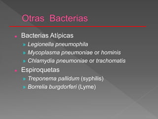  Bacterias Atípicas
» Legionella pneumophila
» Mycoplasma pneumoniae or hominis
» Chlamydia pneumoniae or trachomatis
 Espiroquetas
» Treponema pallidum (syphilis)
» Borrelia burgdorferi (Lyme)
 