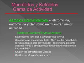 Aerobios Gram-Positivos – telitromicina,
eritromicina y claritromicina muestran mejor
actividad
(Telithro>Clarithro>Erythro>Azithro)
 Estafilococos sensibles Staphylococcus aureus
 Streptococcus pneumoniae (sólo PSSP que los macrólidos,
la resistencia se está convirtiendo) - telitromicina presenta
actividad frente a Streptococcus pneumoniae resistentes a
los macrólidos
 Grupo y los estreptococos viridans
 Bacillus sp., Corynebacterium sp.
 