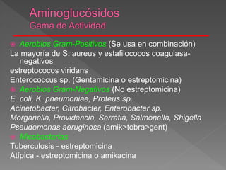  Aerobios Gram-Positivos (Se usa en combinación)
La mayoría de S. aureus y estafilococos coagulasa-
negativos
estreptococos viridans
Enterococcus sp. (Gentamicina o estreptomicina)
 Aerobios Gram-Negativos (No estreptomicina)
E. coli, K. pneumoniae, Proteus sp.
Acinetobacter, Citrobacter, Enterobacter sp.
Morganella, Providencia, Serratia, Salmonella, Shigella
Pseudomonas aeruginosa (amik>tobra>gent)
 Micobacterias
Tuberculosis - estreptomicina
Atípica - estreptomicina o amikacina
 