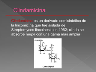 Clindamicina es un derivado semisintético de
la lincomicina que fue aislada de
Streptomyces lincolnesis en 1962; clinda se
absorbe mejor con una gama más amplia
 