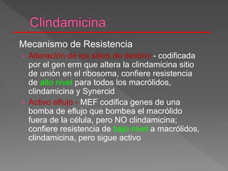 Mecanismo de Resistencia
› Alteración de los sitios de destino - codificada
por el gen erm que altera la clindamicina sitio
de unión en el ribosoma, confiere resistencia
de alto nivel para todos los macrólidos,
clindamicina y Synercid
› Activo eflujo - MEF codifica genes de una
bomba de eflujo que bombea el macrólido
fuera de la célula, pero NO clindamicina;
confiere resistencia de bajo nivel a macrólidos,
clindamicina, pero sigue activo
 