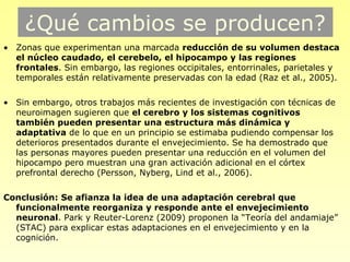 ¿Qué cambios se producen?
• Zonas que experimentan una marcada reducción de su volumen destaca
  el núcleo caudado, el cerebelo, el hipocampo y las regiones
  frontales. Sin embargo, las regiones occipitales, entorrinales, parietales y
  temporales están relativamente preservadas con la edad (Raz et al., 2005).

• Sin embargo, otros trabajos más recientes de investigación con técnicas de
  neuroimagen sugieren que el cerebro y los sistemas cognitivos
  también pueden presentar una estructura más dinámica y
  adaptativa de lo que en un principio se estimaba pudiendo compensar los
  deterioros presentados durante el envejecimiento. Se ha demostrado que
  las personas mayores pueden presentar una reducción en el volumen del
  hipocampo pero muestran una gran activación adicional en el córtex
  prefrontal derecho (Persson, Nyberg, Lind et al., 2006).

Conclusión: Se afianza la idea de una adaptación cerebral que
  funcionalmente reorganiza y responde ante el envejecimiento
  neuronal. Park y Reuter-Lorenz (2009) proponen la “Teoría del andamiaje”
  (STAC) para explicar estas adaptaciones en el envejecimiento y en la
  cognición.
 