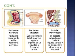 Peritoneo
Parietal:
Reviste la
pared de la
cavidad
abdomino
pelviana
Peritoneo
Visceral:
Cubre de modo
total o parcial
algunos
organos de la
cavidad y
forma su
serosa.
Cavidad
Peritoneal:
el espacio
delgado que
contiene
liquido seroso y
se situa entre
el parietal y
visceral
 