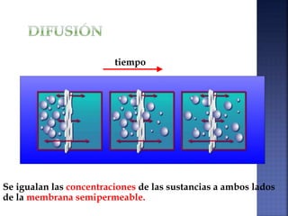 Se igualan las concentraciones de las sustancias a ambos lados
de la membrana semipermeable.
tiempo
 