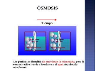 Tiempo
Las partículas disueltas no atraviesan la membrana, pero la
concentración tiende a igualarse y el agua atraviesa la
membrana.
 