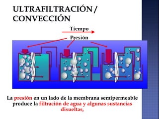 La presión en un lado de la membrana semipermeable
produce la filtración de agua y algunas sustancias
disueltas,
Tiempo
Presión
 