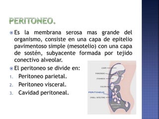  Es la membrana serosa mas grande del
organismo, consiste en una capa de epitelio
pavimentoso simple (mesotelio) con una capa
de sostén, subyacente formada por tejido
conectivo alveolar.
 El peritoneo se divide en:
1. Peritoneo parietal.
2. Peritoneo visceral.
3. Cavidad peritoneal.
 