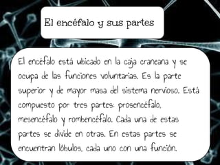 El encéfalo y sus partes
El encéfalo está ubicado en la caja craneana y se
ocupa de las funciones voluntarias. Es la parte
superior y de mayor masa del sistema nervioso. Está
compuesto por tres partes: prosencéfalo,
mesencéfalo y rombencéfalo. Cada una de estas
partes se divide en otras. En estas partes se
encuentran lóbulos, cada uno con una función.
 
