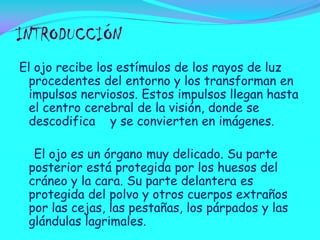 INTRODUCCIÓN
El ojo recibe los estímulos de los rayos de luz
procedentes del entorno y los transforman en
impulsos nerviosos. Estos impulsos llegan hasta
el centro cerebral de la visión, donde se
descodifica y se convierten en imágenes.
El ojo es un órgano muy delicado. Su parte
posterior está protegida por los huesos del
cráneo y la cara. Su parte delantera es
protegida del polvo y otros cuerpos extraños
por las cejas, las pestañas, los párpados y las
glándulas lagrimales.

 