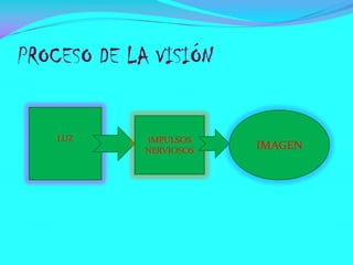 PROCESO DE LA VISIÓN

LUZ

IMPULSOS
NERVIOSOS

IMAGEN

 