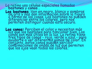 La retina usa células especiales llamadas
bastones y conos .
Los bastones :Ven en negro, blanco y sombras
de gris y nos dan información sobre la figura
o forma de las cosas. Los bastones no pueden
diferenciar entre los colores, pero nos
permiten distinguir cuando está oscuro.

Los conos: Perciben el color y necesitan más
luz que los bastones para funcionar bien. Los
conos son más útiles en la luz. La retina tiene
tres tipos de conos - rojo, verde y azul - para
ayudarte a ver diferentes gamas de color. En
conjunto, estos conos pueden percibir
combinaciones de ondas de luz que permiten
que los ojos vean todos los colores.

 