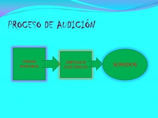 PROCESO DE AUDICIÓN

ONDAS
SONORAS

IMPULSOS
ELÉCTRICOS

SONIDOS

 