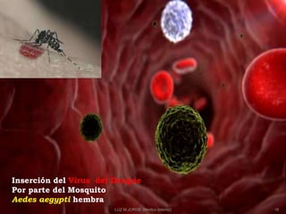 Inserción del Virus del Dengue
Por parte del Mosquito
Aedes aegypti hembra
18LUZ M.JORGE (Medico Interno)
 