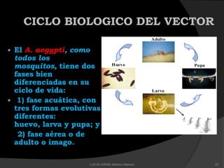 CICLO BIOLOGICO DEL VECTOR
 El A. aegypti, como
todos los
mosquitos, tiene dos
fases bien
diferenciadas en su
ciclo de vida:
 1) fase acuática, con
tres formas evolutivas
diferentes:
huevo, larva y pupa; y
2) fase aérea o de
adulto o imago.
23LUZ M.JORGE (Medico Interno)
 