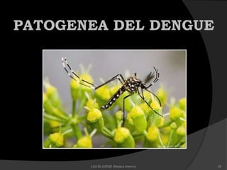 PATOGENEA DEL DENGUE
25LUZ M.JORGE (Medico Interno)
 