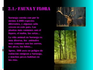 2.1.- Fauna y flora
Noruega cuenta con por lo
menos 2.000 especies
diferentes, y algunas sólo
crecen en este país. Las
plantas más comunes son el
líquen, el moho, las setas…
La vida animal en Noruega es
muy diversa, los animales
más comunes son los zorros,
los alces, los lobos…
Aprox. 300 aves en peligro de
extinción emigran a Noruega,
y muchos peces habitan en
los ríos.
 