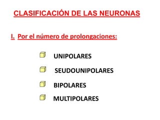 Por el número de prolongaciones:I.UNIPOLARESSEUDOUNIPOLARESBIPOLARESMULTIPOLARESCLASIFICACIÓN DE LAS NEURONAS
