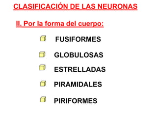  Por la forma del cuerpo:II. PIRIFORMES PIRAMIDALES FUSIFORMESGLOBULOSAS ESTRELLADAS CLASIFICACIÓN DE LAS NEURONAS