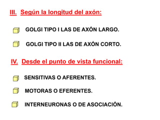 Según la longitud del axón:III. GOLGI TIPO I LAS DE AXÓN LARGO. GOLGI TIPO II LAS DE AXÓN CORTO. Desde el punto de vista funcional:IV. SENSITIVAS O AFERENTES. MOTORAS O EFERENTES. INTERNEURONAS O DE ASOCIACIÓN.