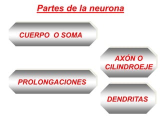 Partes de la neuronaAXÓN O CILINDROEJEPROLONGACIONESCUERPO  O SOMADENDRITAS