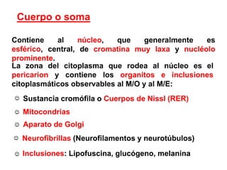 Sustancia cromófila o Cuerpos de Nissl (RER)MitocondriasAparato de GolgiInclusiones: Lipofuscina, glucógeno, melaninaNeurofibrillas (Neurofilamentos y neurotúbulos)Cuerpo o somaContiene al núcleo, que generalmente es esférico, central, de cromatina muy laxa y nucléolo prominente.La zona del citoplasma que rodea al núcleo es el  pericariony contiene los organitos e inclusiones citoplasmáticos observables al M/O y al M/E: