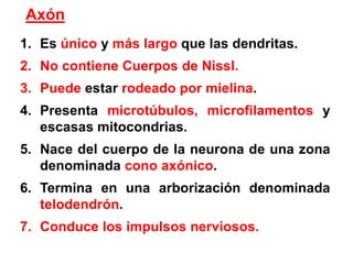 Axón Es único y más largo que las dendritas. No contiene Cuerpos de Nissl. Puede estar rodeado por mielina. Presenta microtúbulos, microfilamentosy escasas mitocondrias. Nace del cuerpo de la neurona de una zona denominada cono axónico.Termina en una arborización denominada  telodendrón. Conduce los impulsos nerviosos.