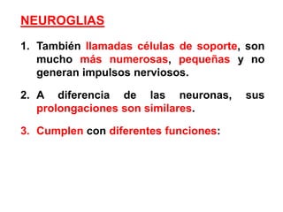 NEUROGLIAS También llamadas células de soporte, son mucho más numerosas, pequeñas y no generan impulsos nerviosos. A diferencia de las neuronas, sus prolongaciones son similares. Cumplen con diferentes funciones: 