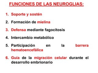 FUNCIONES DE LAS NEUROGLIAS:Soporte y sosténFormación de mielinaDefensa mediante fagocitosis Intercambio metabólicoParticipación en la barrera hematoencefálicaGuía de la migración celular durante el desarrollo embrionario