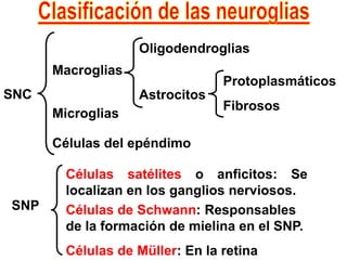 Clasificación de las neurogliasOligodendrogliasMacrogliasProtoplasmáticosSNCAstrocitosFibrososMicrogliasCélulas del epéndimoCélulas satélites o anficitos: Se localizan en los ganglios nerviosos.SNPCélulas de Schwann: Responsables de la formación de mielina en el SNP.Células de Müller: En la retina