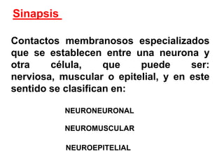 Sinapsis Contactos membranosos especializados que se establecen entre una neurona y otra célula, que puede ser: nerviosa, muscular o epitelial, y en este sentido se clasifican en:NEURONEURONALNEUROMUSCULARNEUROEPITELIAL