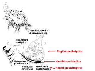 Región presinápticaHendidura sinápticaRegión postsináptica