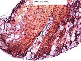 GANGLIO ESPINAL