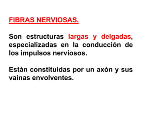 FIBRAS NERVIOSAS.Son estructuras largas y delgadas, especializadas en la conducción de los impulsos nerviosos.Están constituidas por un axón y sus vainas envolventes.