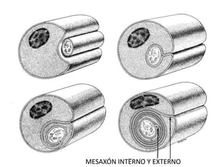 MESAXÓN INTERNO Y EXTERNO