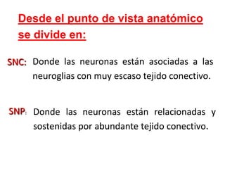 Donde las neuronas están asociadas a las neuroglias con muy escaso tejido conectivo.SNC:Donde las neuronas están relacionadas y sostenidas por abundante tejido conectivo.SNP:Desde el punto de vista anatómico        se divide en: