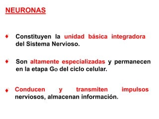Constituyen la unidad básica integradora del Sistema Nervioso.Son altamente especializadas y permanecen en la etapa G del ciclo celular.Conducen y transmiten impulsos nerviosos, almacenan información.NEURONAS 