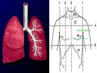 M
A
M
A
R
I
A
MAMARIA
 