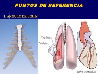 1. ANGULO DE LOUIS
PUNTOS DE REFERENCIA
 