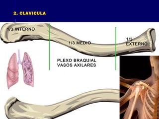 1/3 INTERNO
1/3 MEDIO
PLEXO BRAQUIAL
VASOS AXILARES
1/3
EXTERNO
2. CLAVICULA
 