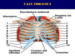 CAJA TORACICA
 