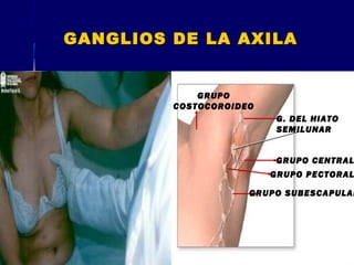 GANGLIOS DE LA AXILAGANGLIOS DE LA AXILA
GRUPO CENTRAL
GRUPO PECTORAL
GRUPO SUBESCAPULAR
G. DEL HIATO
SEMILUNAR
GRUPO
COSTOCOROIDEO
 