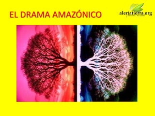 EL DRAMA AMAZÓNICO
 
