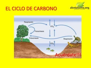 EL CICLO DE CARBONO




                  Acuérdate!!!
 