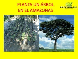PLANTA UN ÁRBOL
EN EL AMAZONAS
 