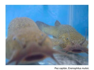 Pez capitán, Eremophilus mutisii. 