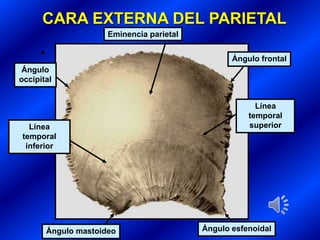 Conferencia esqueleto de la cabeza DEL SISTEMA OSTEOMIOARTICULAR DE ...
