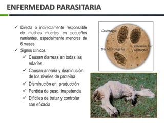 Famacha | PPTX