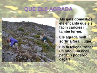 QUÈ ELS AGRADA
● Als gats domèstics
els encanta que els
facin carícies i
tambè fer-ne.
● Els agrada molt
sortir a fora i jugar.
● Els fa feliços trobar
un ratolí, un ocell
petit... i poder-lo
caçar!
 